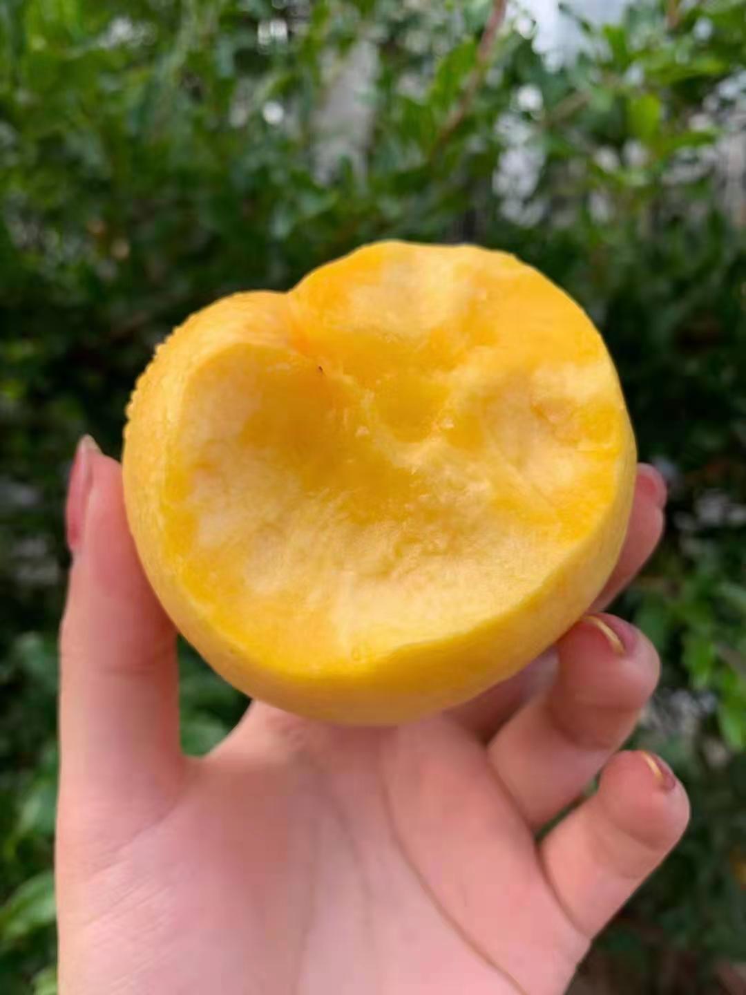 黄油桃