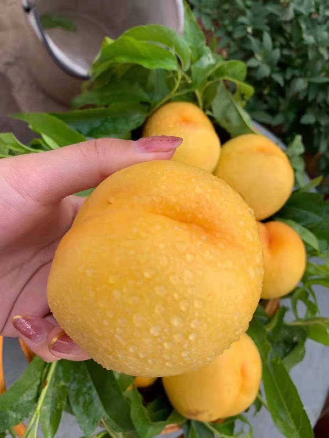 黄油桃
