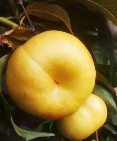 黄蟠桃