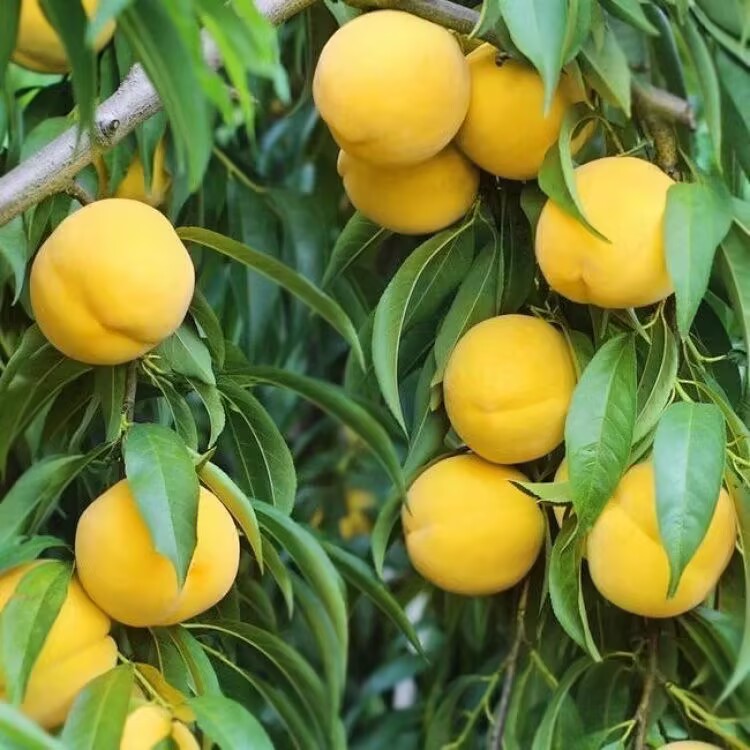 黄桃