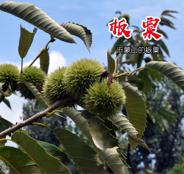 板栗